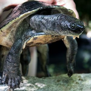 Western New Guinea snapping turtle