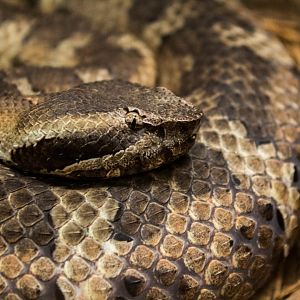 Ryukyu Island pit viper