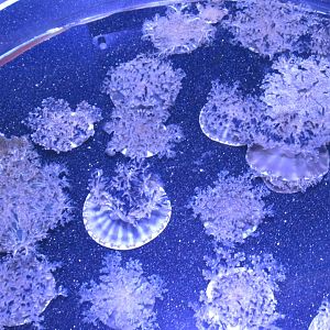 upside down jellyfish