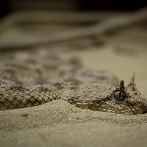 Desert horned viper