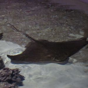 cownose ray