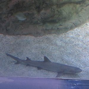 white tip reef shark