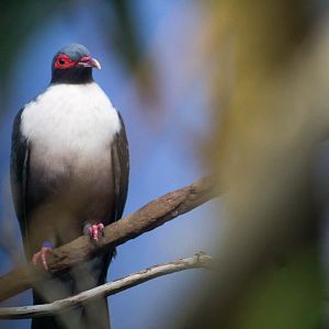 Papuan mountain pigeon