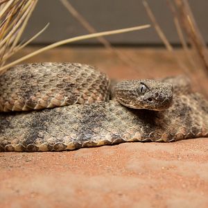 Tiger rattlesnake
