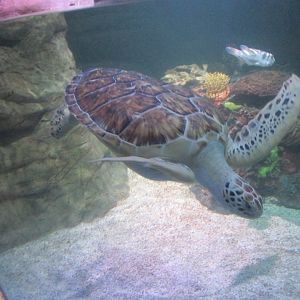 green sea turtle