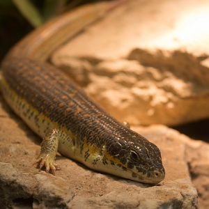 Berber skink