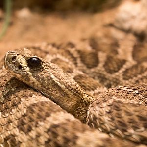 Prairie rattlesnake