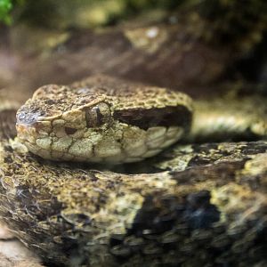 Venezuelan lancehead