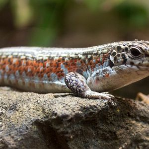 Ornate plated lizard
