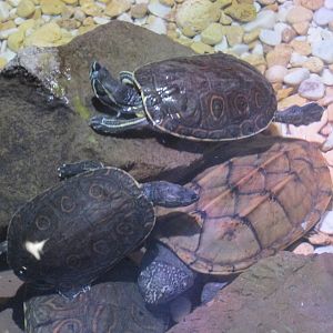 mesoamerican sliders and mexican musk turtle