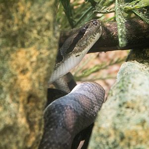 Puff-faced water snake