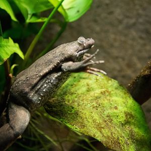 Mueller's clawed frog