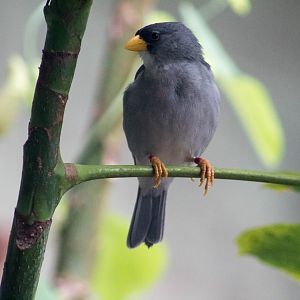 Cinereous finch