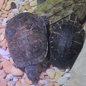 mesoamerican slider turtles
