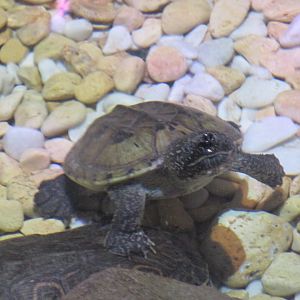 mexican musk turtle