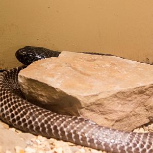 Pakistani black cobra