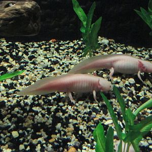 axolotl