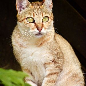 Gordon's wildcat (2015)