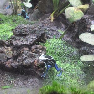 poison dart frog