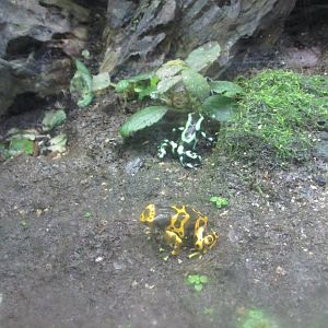 poison dart frogs