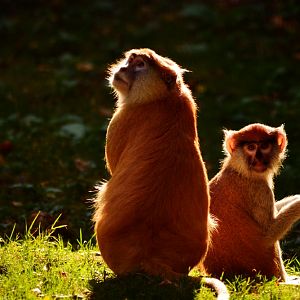 Patas monkeys (2015)