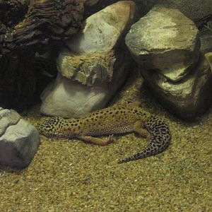 leopard gecko