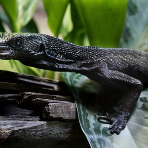 Black tree monitor