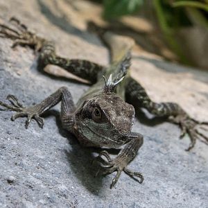 Long's forest dragon