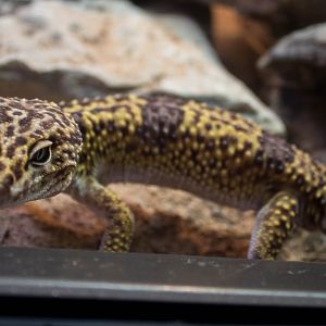 Iranian leopard gecko