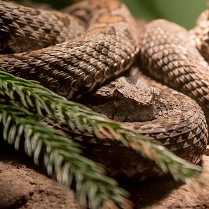 Iranian mountain viper