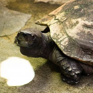Giant Asian pond turtle