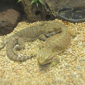 bearded lizards