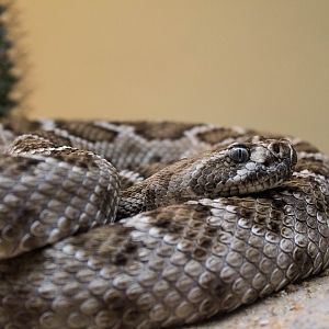 Santa Catalina island rattlesnake