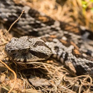 Ocellate mountain viper