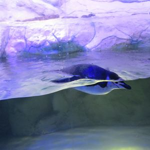 chinstrap penguin