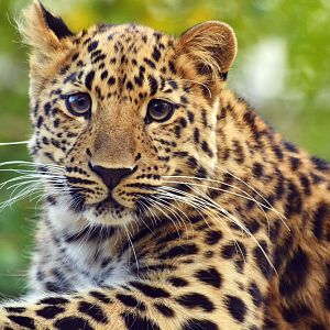 Amur leopard (2015)
