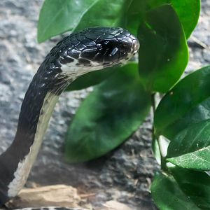 Siamese spitting cobra