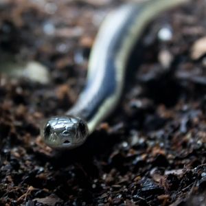 Siamese spitting cobra