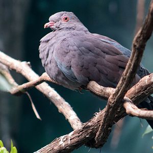 Peruvian pigeon