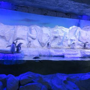 penguin exhibit