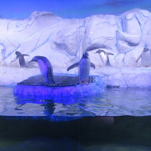 gentoo penguins