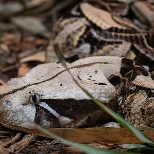 East African Gaboon viper
