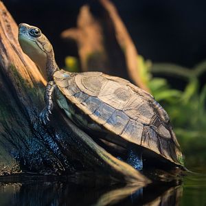 Chinese yellow-headed box turtle