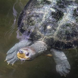 Northern river terrapin