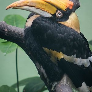 Great Indian hornbill