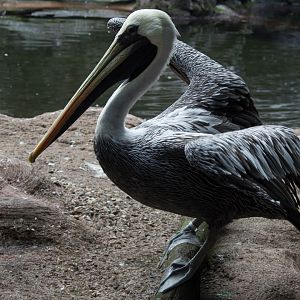 Peruvian pelican