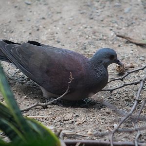 Malagasy turtle dove
