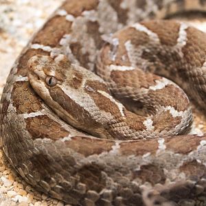 Querétaro dusky rattlesnake