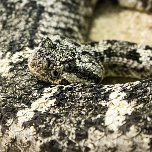 San Lucan speckled rattlesnake
