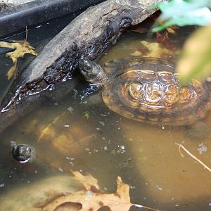 Arakan forest turtle